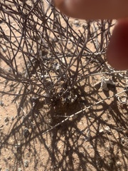 Eriogonum rotundifolium