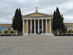 Columba livia domestica