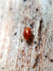 Rypobius praetermissus