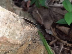 Mantoida maya