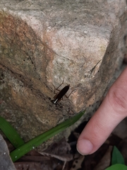 Mantoida maya
