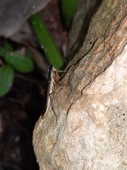 Mantoida maya