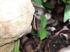 Mantoida maya
