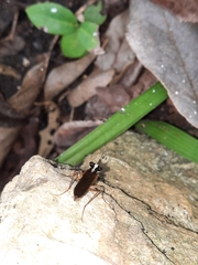 Mantoida maya