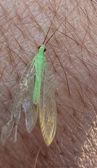 Ceraeochrysa lineaticornis