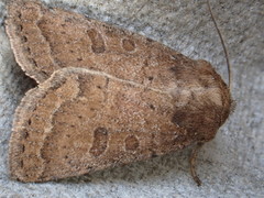 Hoplodrina blanda