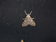 Udea olivalis