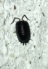 Porcellio obsoletus