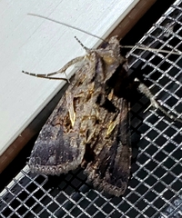 Ctenoplusia oxygramma