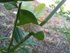 Idaea obsoletaria