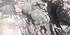 Mammillaria jaliscana