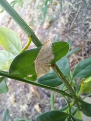 Idaea obsoletaria