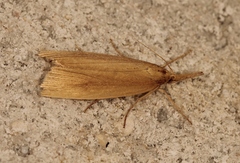 Chilo phragmitella