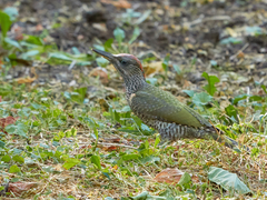 Picus viridis