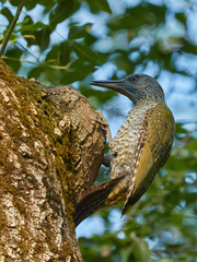 Picus viridis