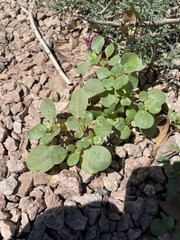 Trianthema portulacastrum