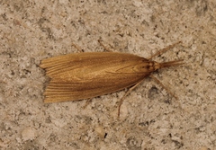 Chilo phragmitella