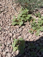 Trianthema portulacastrum