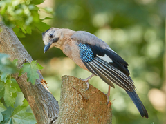 Garrulus glandarius