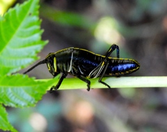 Taeniopoda picticornis