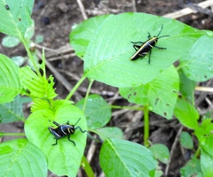 Taeniopoda picticornis