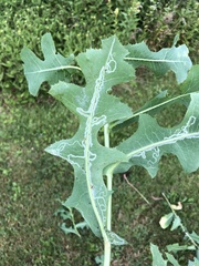 Phytomyza lactuca