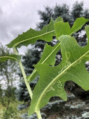 Phytomyza lactuca