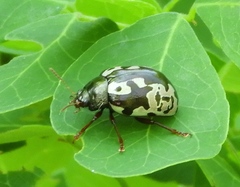 Calligrapha intermedia