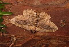 Philereme transversata