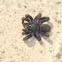 Amblyocarenum walckenaeri