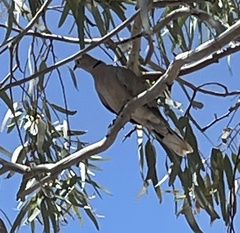 Streptopelia decaocto