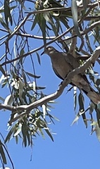 Streptopelia decaocto