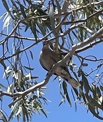 Streptopelia decaocto