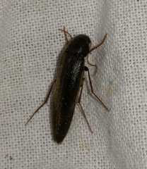 Serropalpus barbatus