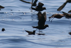 Hydrobates microsoma