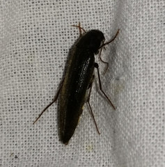 Serropalpus barbatus