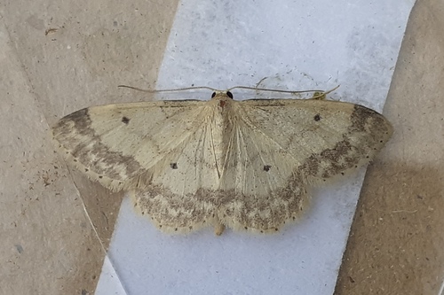 Tamsiakraštis Sprindžiukas nuotrauka