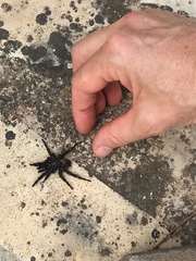 Amblyocarenum walckenaeri