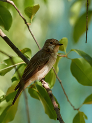 Muscicapa striata