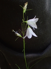 Campanula petiolata