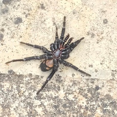 Amblyocarenum walckenaeri