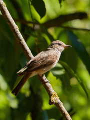 Muscicapa striata