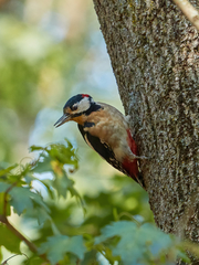 Dendrocopos major