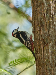 Dendrocopos major