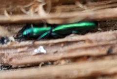 Temnoscheila virescens