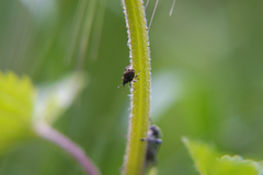 Ceutorhynchus pallidactylus