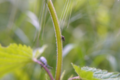 Ceutorhynchus pallidactylus