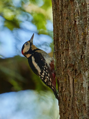Dendrocopos major