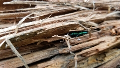 Temnoscheila virescens