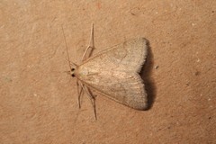 Psammotis pulveralis
